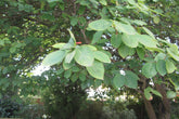 Close-up of green Amelanchier lamarckii (juneberry) leaves on a tree with a blurred background