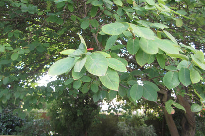 Close-up of green Amelanchier lamarckii (juneberry) leaves on a tree with a blurred background
