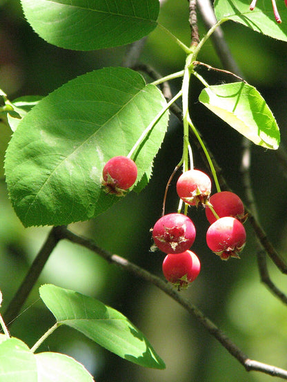 Red Amelanchier lamarckii (juneberry) berries on a branch with green leaves