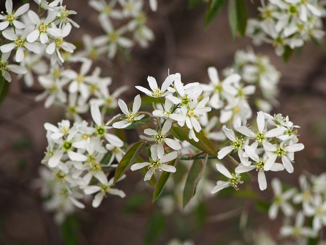 Close-up of white Amelanchier lamarckii (juneberry) flowers with green leaves on a blurred background
