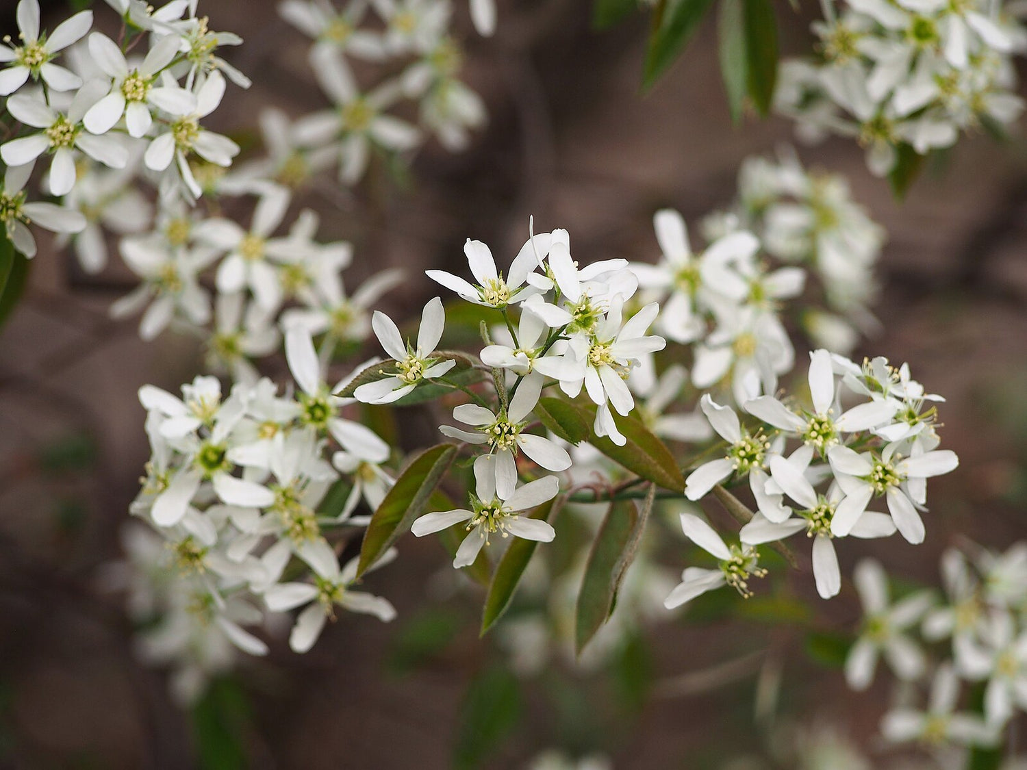 Close-up of white Amelanchier lamarckii (juneberry) flowers with green leaves on a blurred background