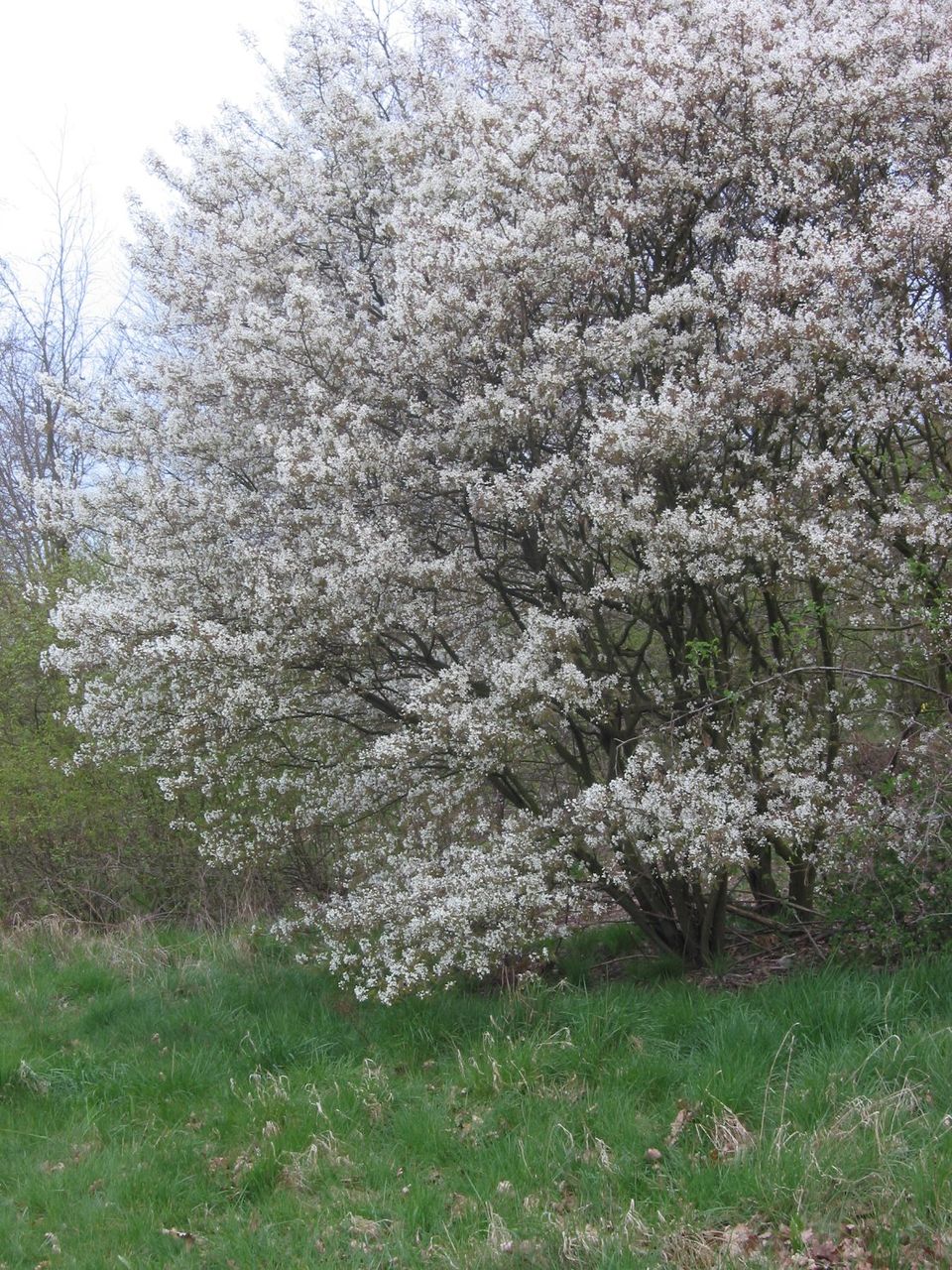 Amelanchier lamarckii (juneberry) tree with white blossoms in a grassy area