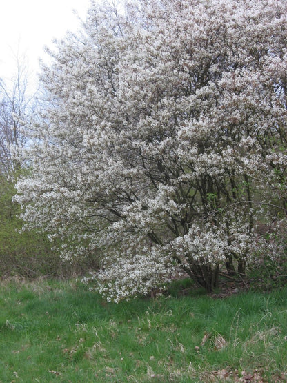 Amelanchier lamarckii (juneberry) tree with white blossoms in a grassy area