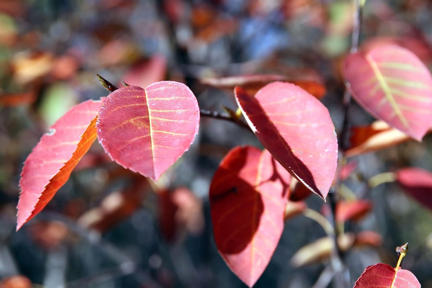 Close-up of red Amelanchier lamarckii (juneberry) leaves with a blurred background