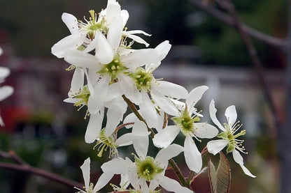 Amelanchier x grandiflora &