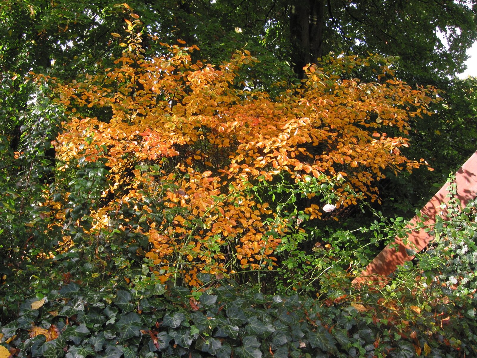 Amelanchier lamarckii (juneberry) tree with orange and green leaves in a forest setting