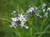 Amsonia hubrichtii blue flowers