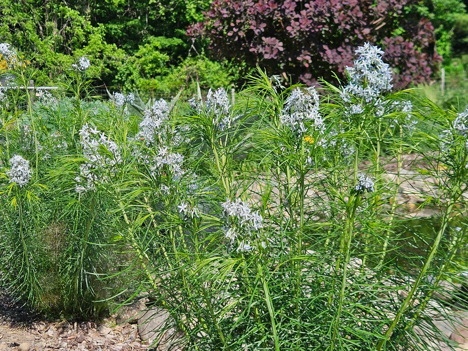 Amsonia hubrichtii in garden