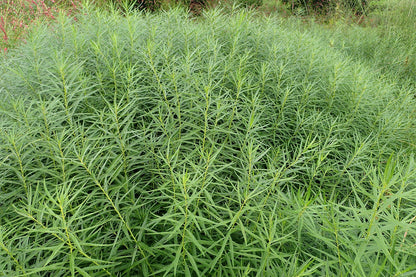 Amsonia hubrichtii summer foliage