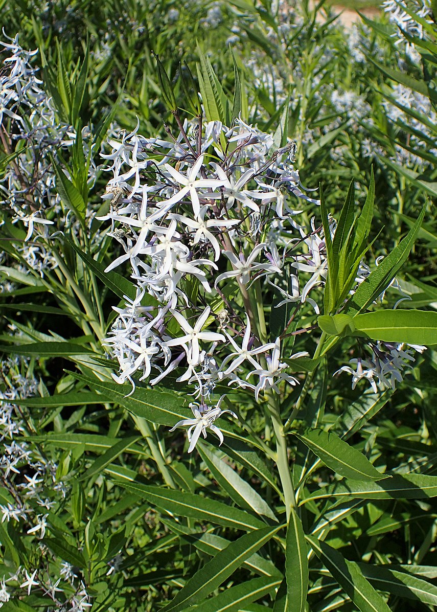 Amsonia illustris (shining blue star) flowers