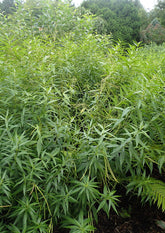 Amsonia illustris (shining blue star) foliage