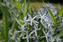 Amsonia tabernaemontana blue flowers