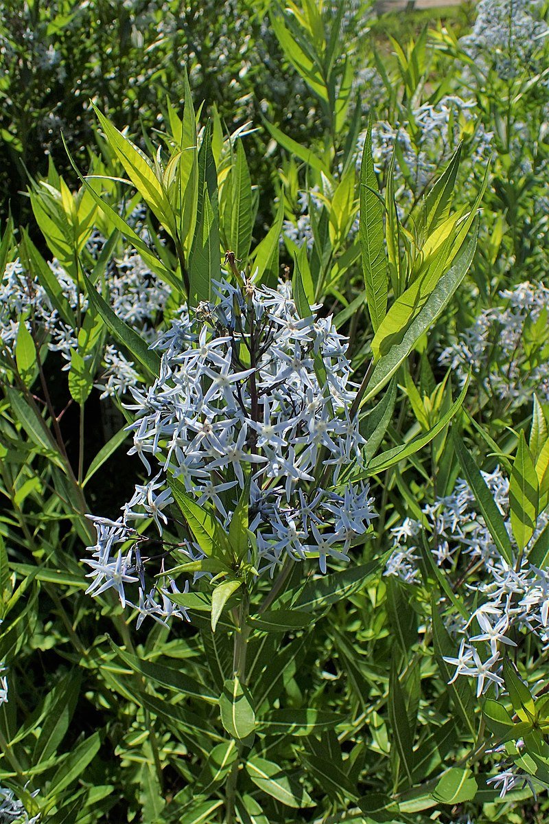 Amsonia tabernaemontana in bloom