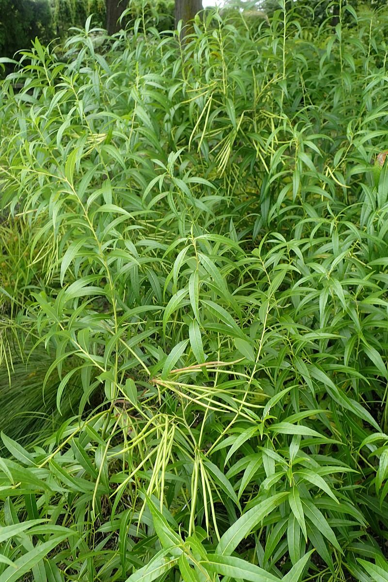 Amsonia tabernaemontana summer foliage