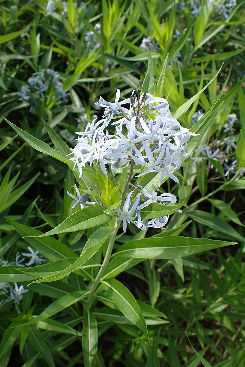 Amsonia tabernaemontana var. salicifolia (Eastern bluestar) flowers