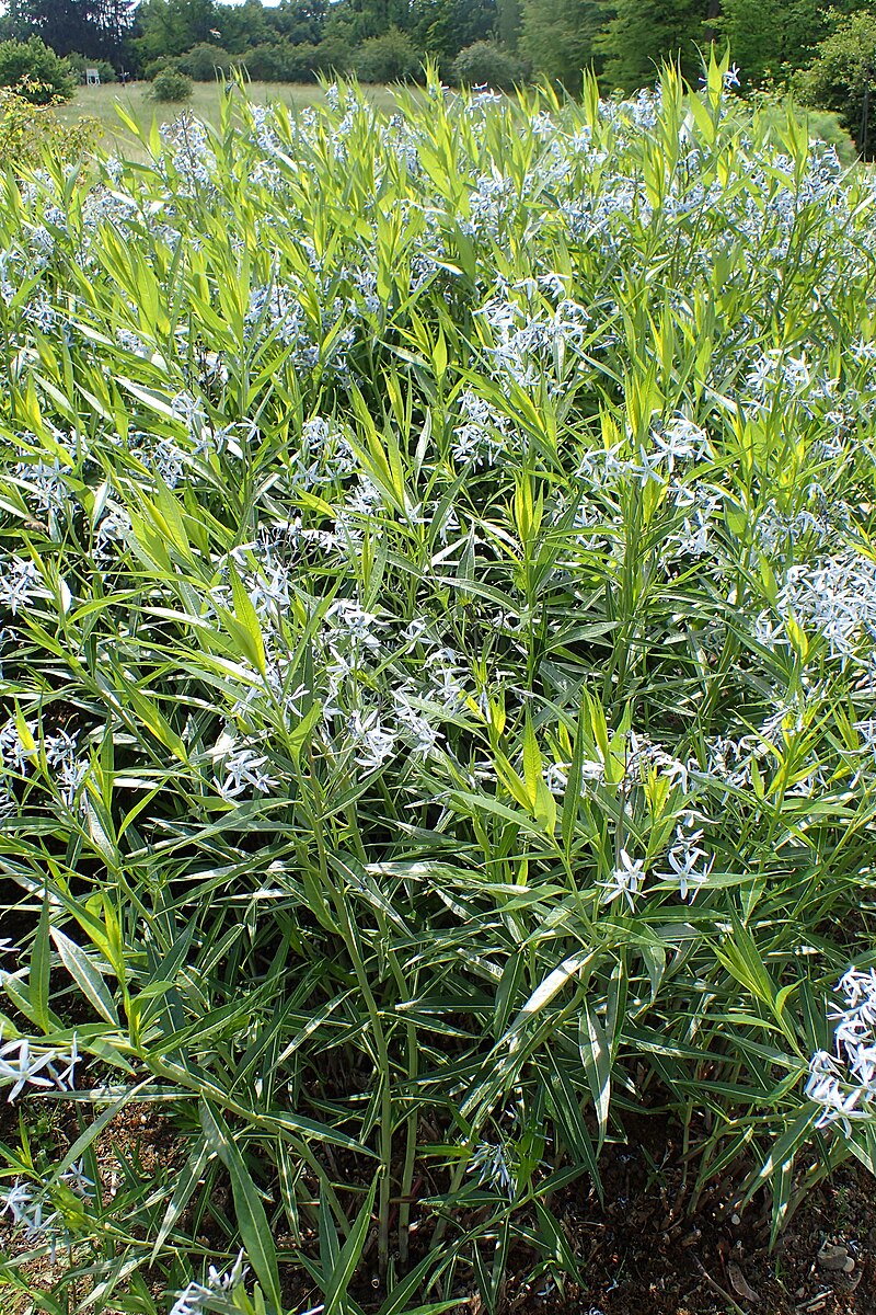 Amsonia tabernaemontana var. salicifolia (Eastern bluestar) flowers and foliage