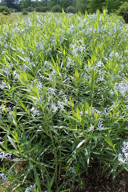 Amsonia tabernaemontana var. salicifolia (Eastern bluestar) flowers and foliage