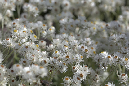 Anaphalis triplinervis white flowers