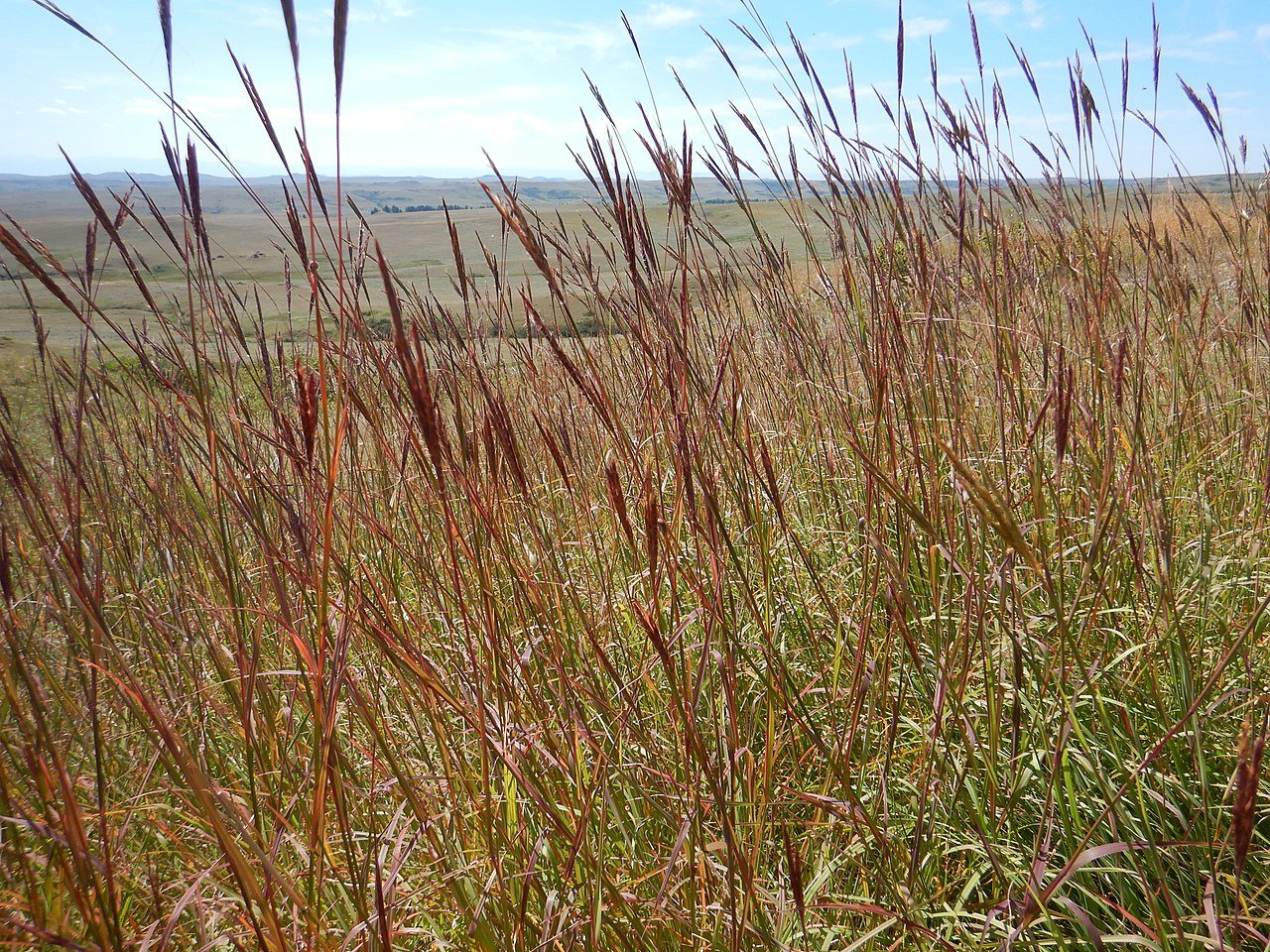 Andropogon gerardii