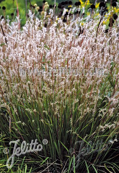 Andropogon scoparius 'Blaze' in flower