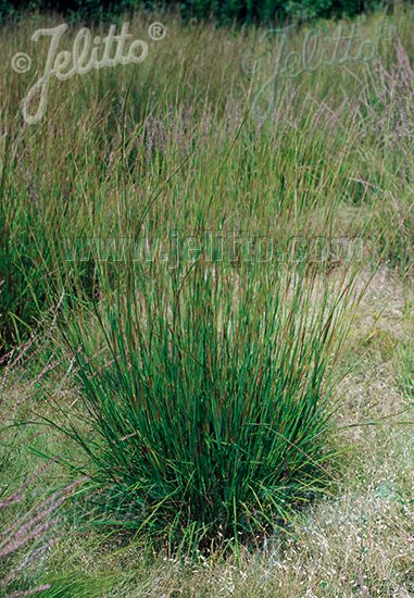 Andropogon scoparius 'Blaze' summer foliage