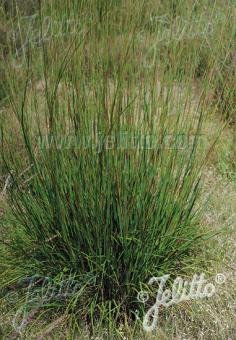 Andropogon scoparius &