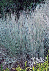Andropogon scoparius &