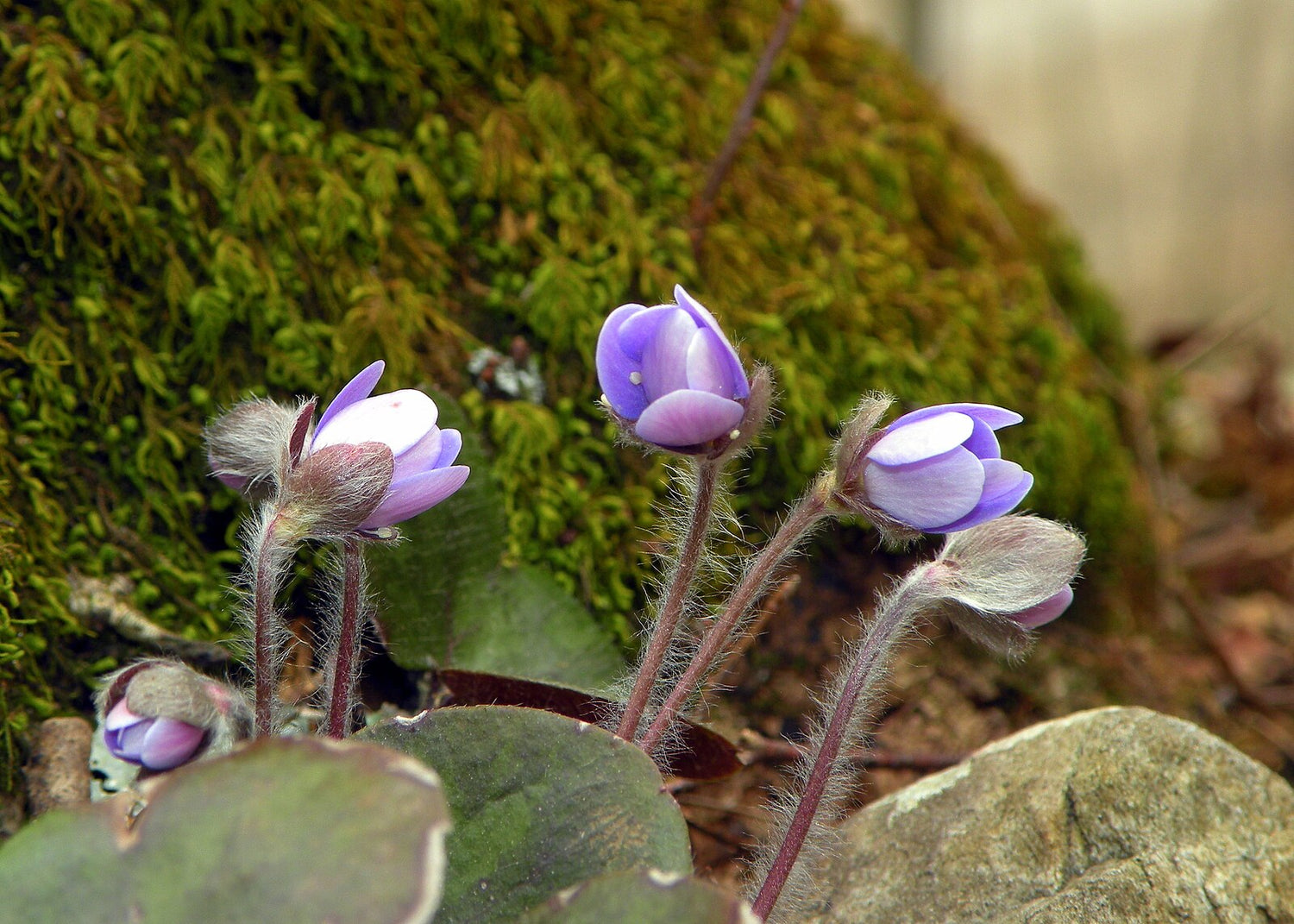 Anemone americana*