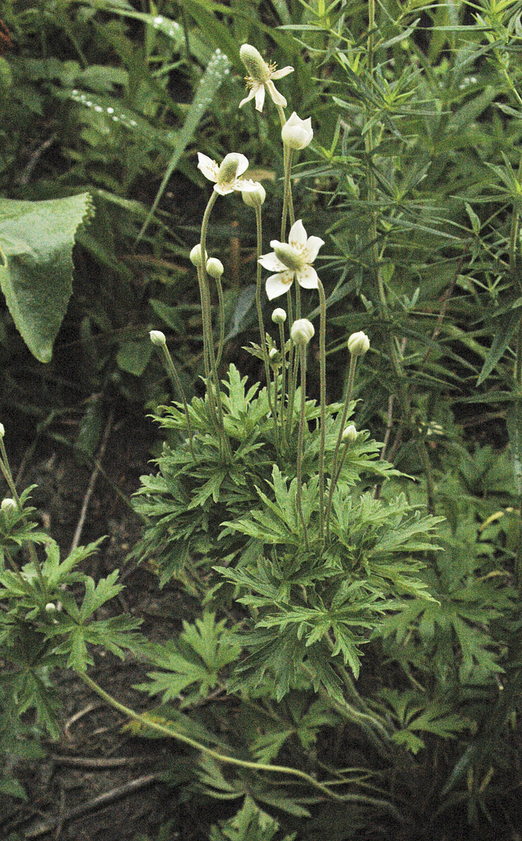 Anemone cylindrica | Candle Anemone