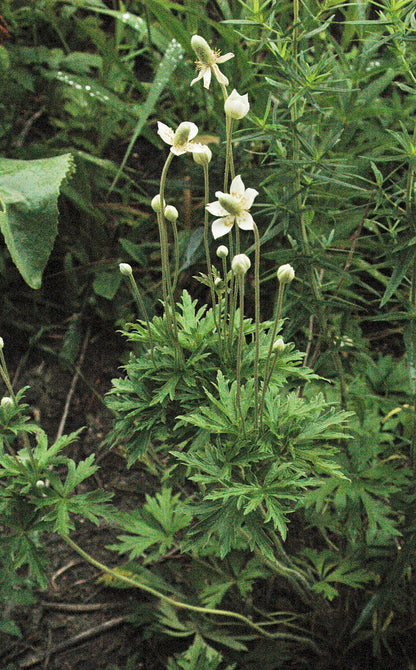 Anemone cylindrica