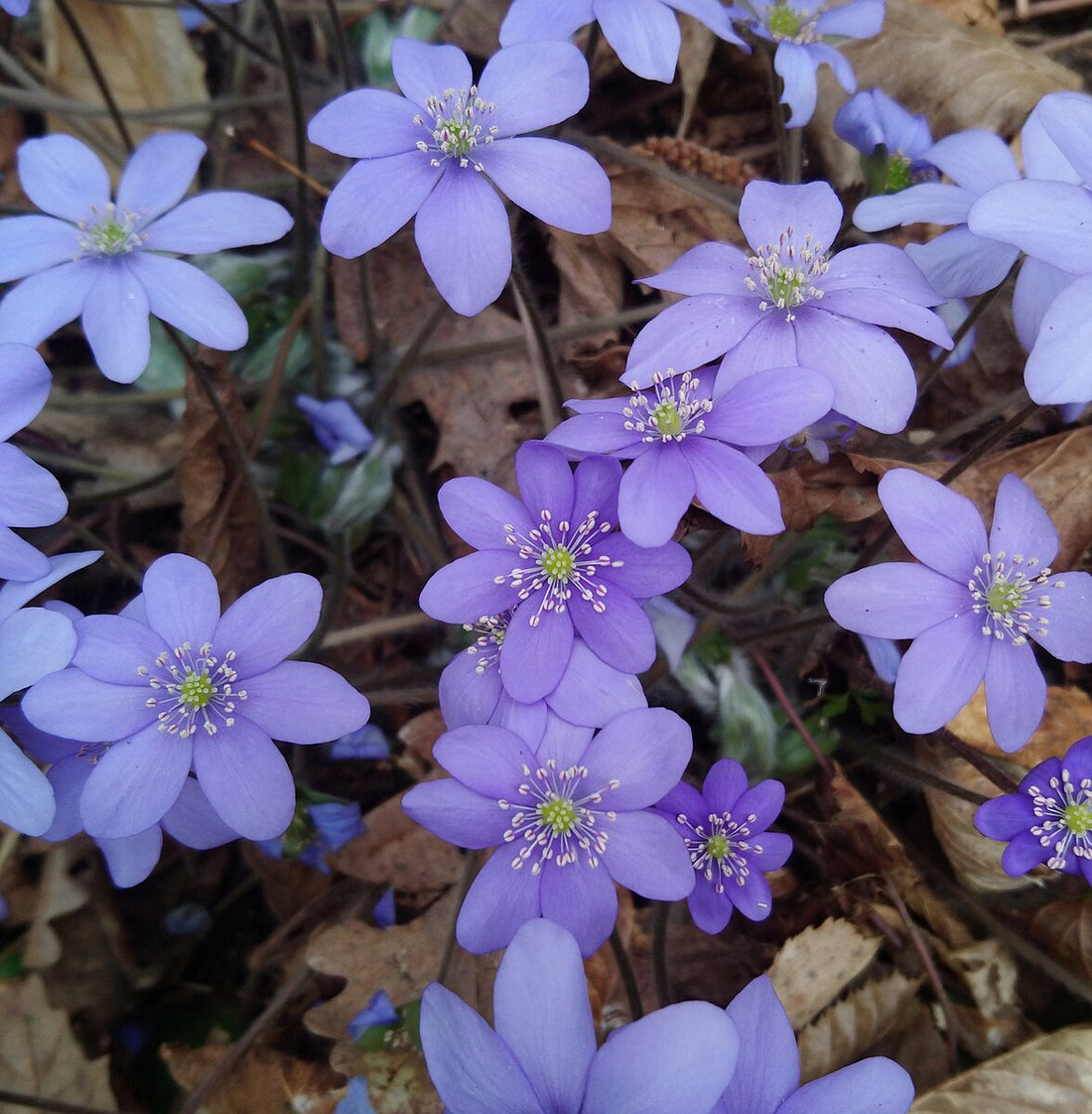 Anemone americana | Round-lobed Hepatica