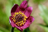 Anemone multifida (cutleaf anemone) rose red bloom