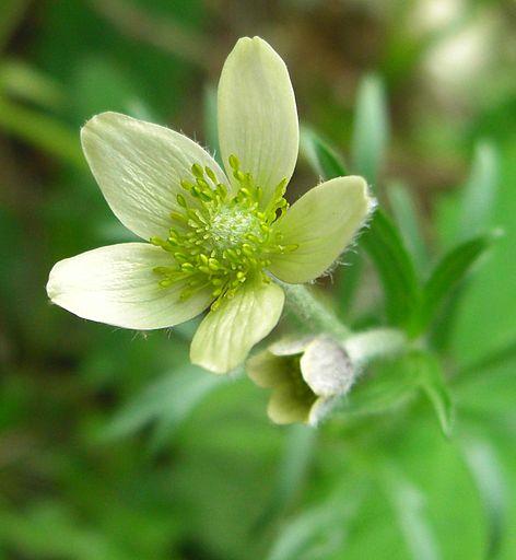 Anemone multifida (cutleaf anemone) creamy yellow bloom