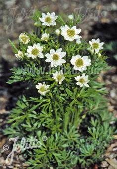 Anemone multifida &