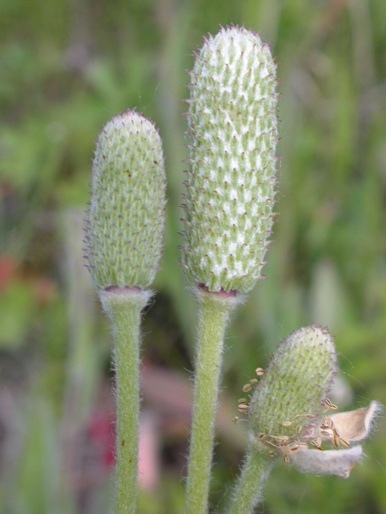 Anemone multifida (cutleaf anemone) elongated fruiting bodies before seed release