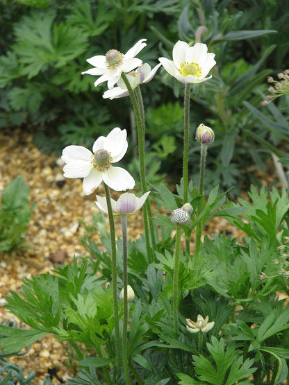 Anemone multifida (cutleaf anemone) white flowers