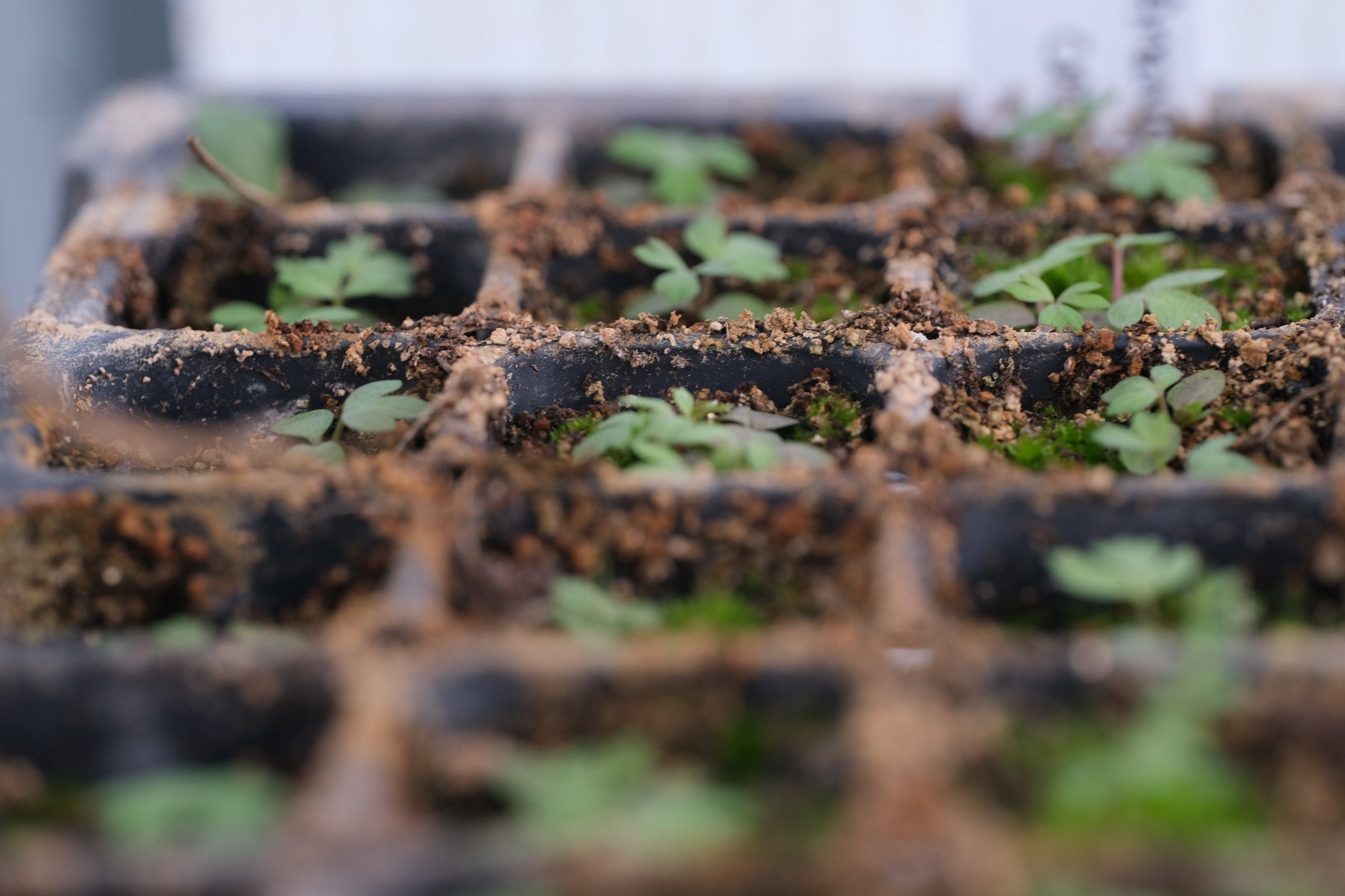 Image showing tray of Anemone multifida seedlings.