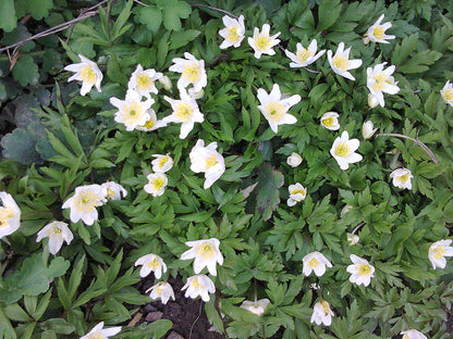 Anemone nemorosa (wood anemone) in bloom 