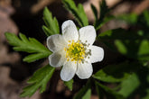 Anemone nemorosa (wood anemone) single flower