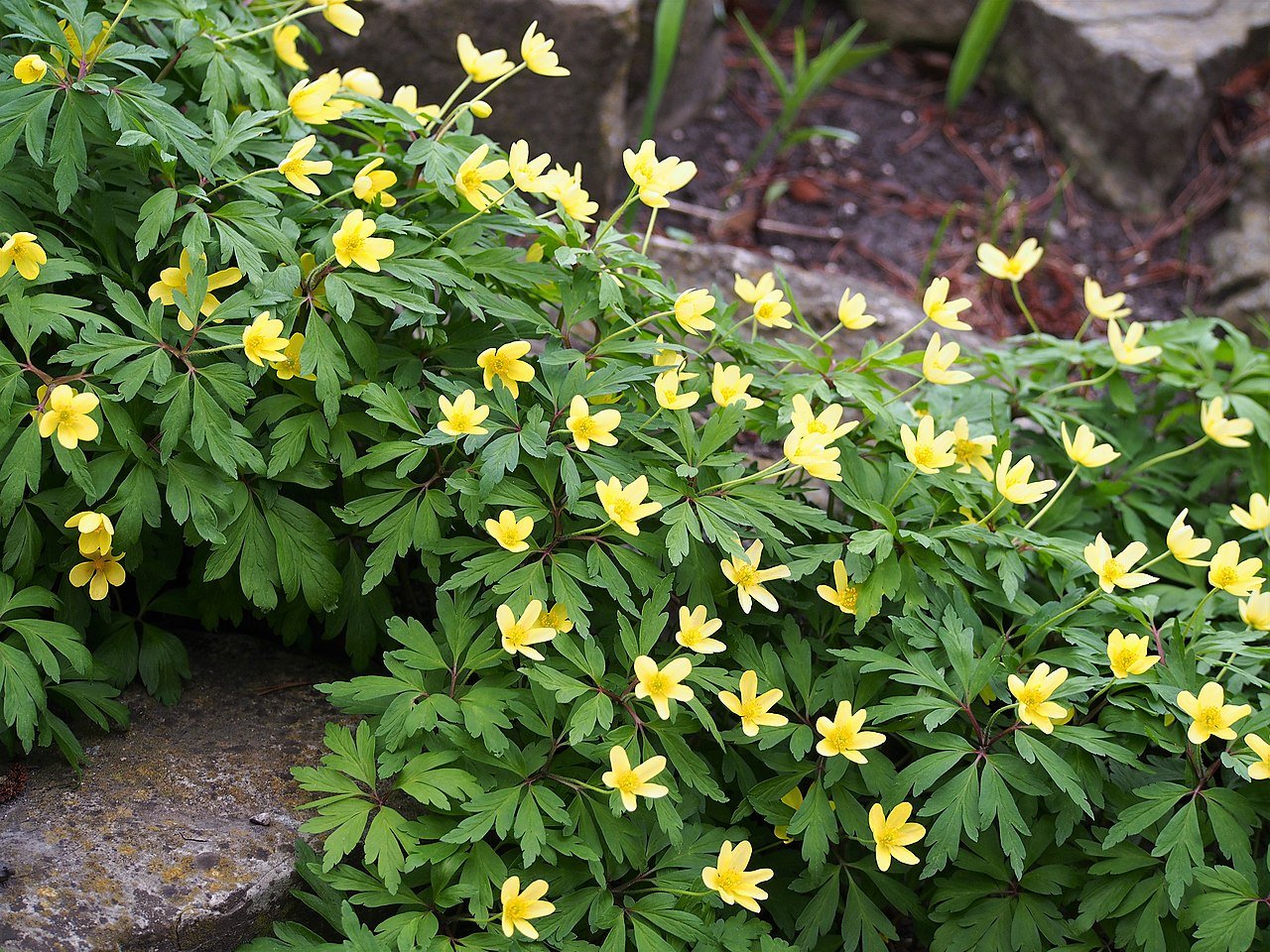 Anemone ranunculoides (wood ginger) in bloom 