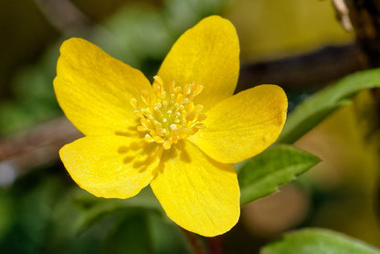 Anemone ranunculoides (wood ginger) single flower