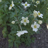 Anemone sylvestris (snowdrop anemone) in bloom