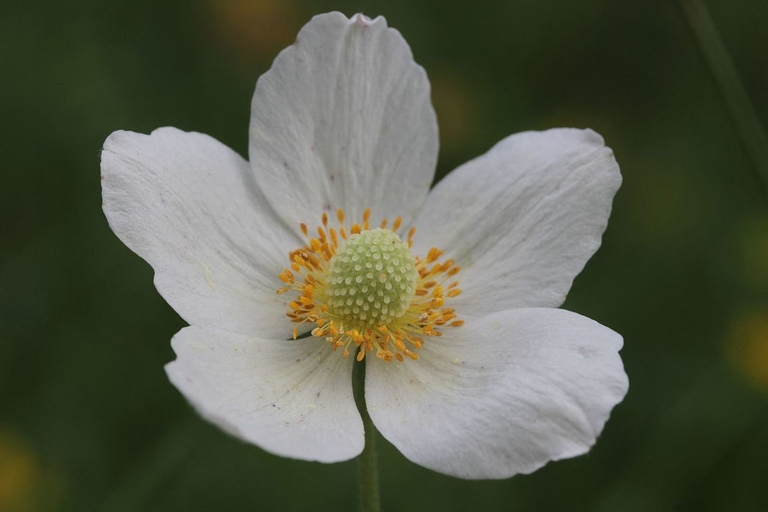 Anemone sylvestris (snowdrop anemone) single flower