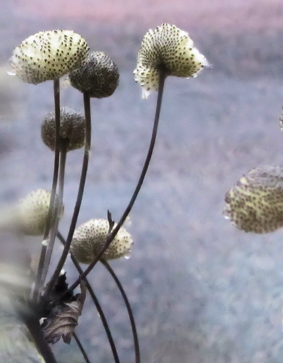 Dried Anemone tomentosa, commonly known as Japanese windflower, plant stems with round, spiky buds against a blurred background