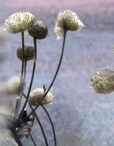 Dried Anemone tomentosa, commonly known as Japanese windflower, plant stems with round, spiky buds against a blurred background