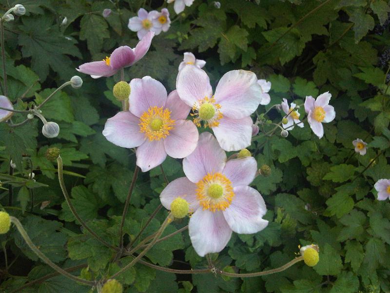 Pink Anemone tomentosa, commonly known as Japanese windflower, flowers with yellow centers on a green leafy background