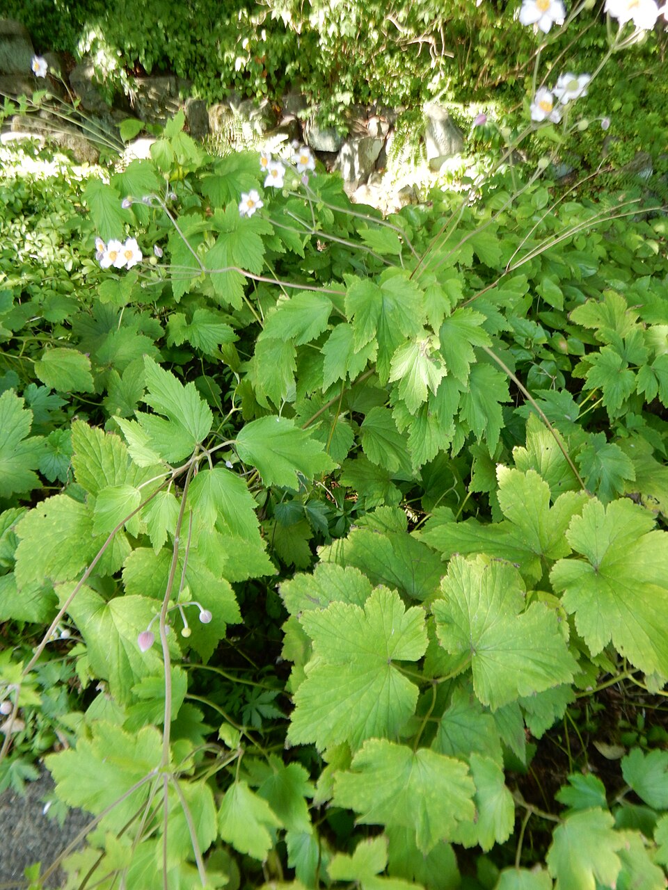 Green leaves and small white Anemone tomentosa, commonly known as Japanese windflower,  flowers in a natural setting