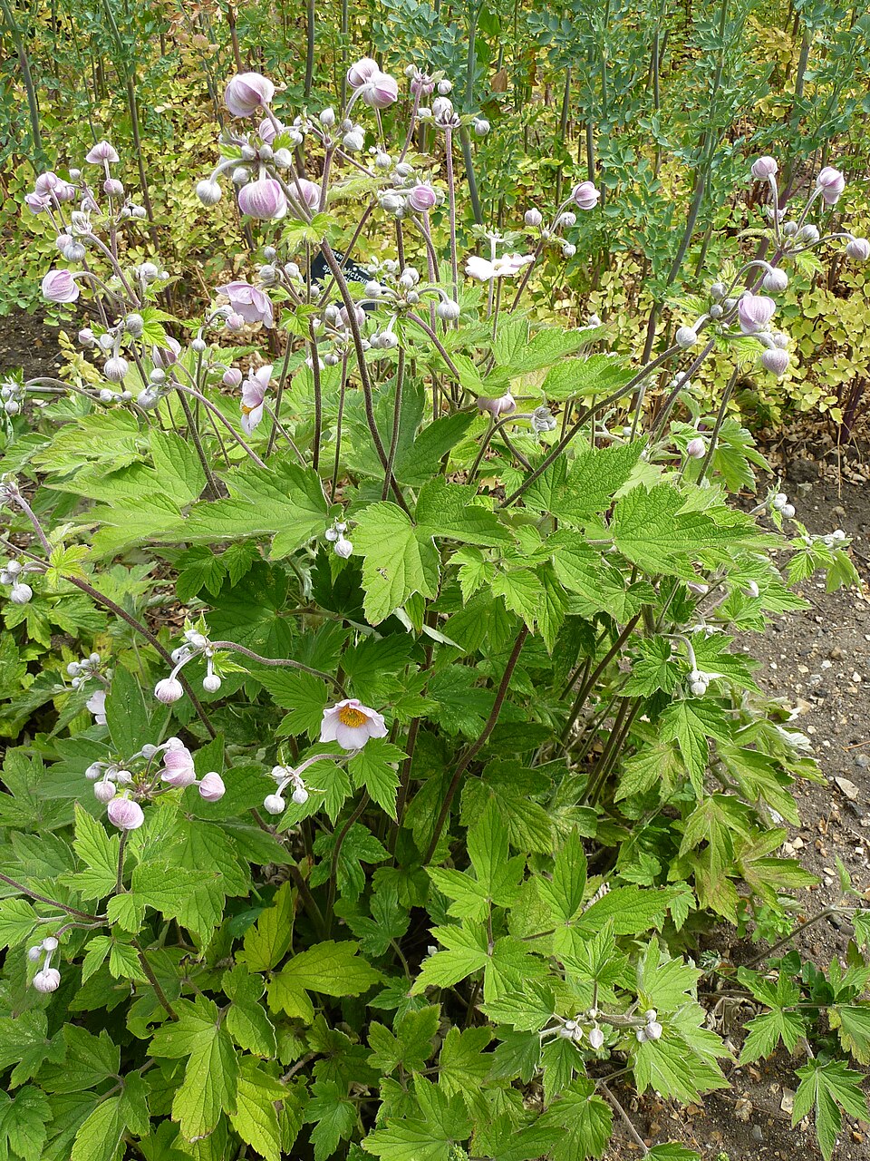 Floral Anemone tomentosa, commonly known as Japanese windflower, plant with green leaves and small white flowers in a natural setting