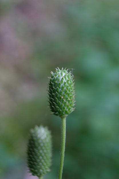 Anemone virginiana (thimbleweed) seed head