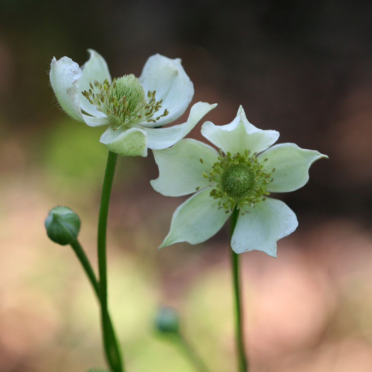 Anemone virginiana (thimbleweed) pair of flowers and buds